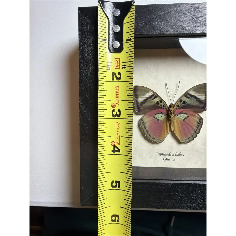 Real African Butterfly Euphaedra xypete Pink Forester Framed Taxidermy Display